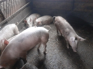 Grasuni de vanzare  - imagine 2