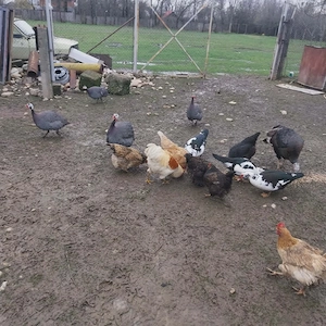 vind ouă și papăsări