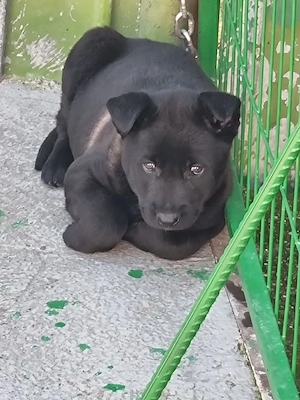 Catei Ciobanesc Belgian Malinois - imagine 2