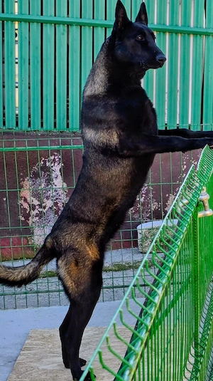 Catei Ciobanesc Belgian Malinois - imagine 5