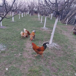 vind ouă și papăsări - imagine 2