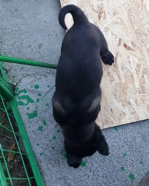 Catei Ciobanesc Belgian Malinois - imagine 3