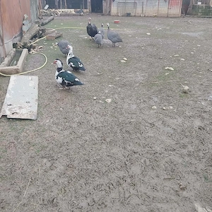 vind ouă și papăsări - imagine 5