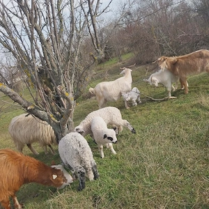 vind ouă și papăsări - imagine 4