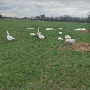 vind ouă și papăsări - imagine 3