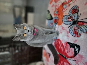 Pisica brittish shorthair  - imagine 3