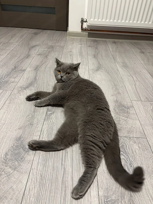 Pisica brittish shorthair  - imagine 2