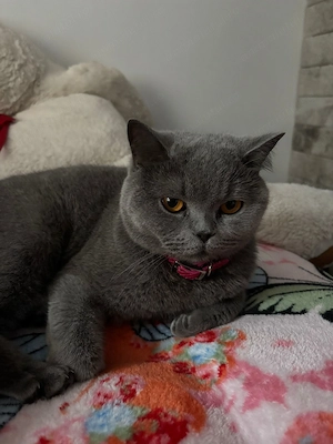 Pisica brittish shorthair  - imagine 4