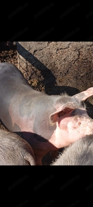 Porci de vânzare  - imagine 2