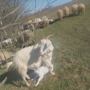 vînd iezișori și mieluți