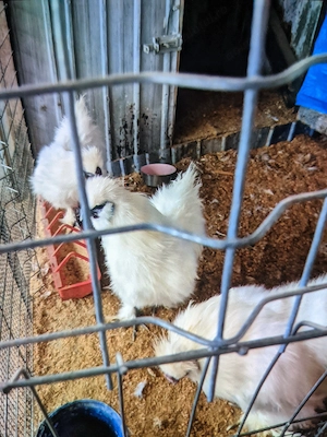 Cocoși mătase japoneză 