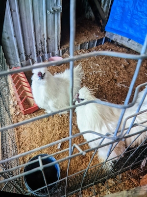 Cocoși mătase japoneză  - imagine 2