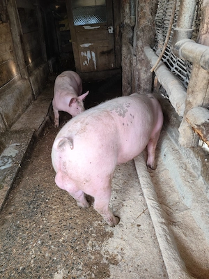 Vând sau schimb vierut  landras 