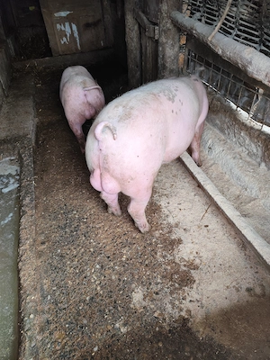 Vând sau schimb vierut  landras  - imagine 2