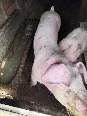 Vând sau schimb vierut  landras  - imagine 4