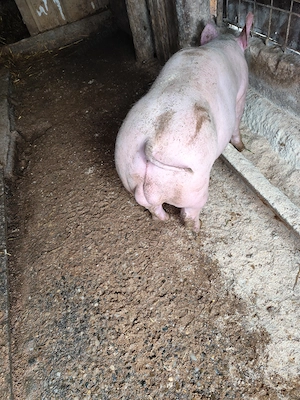 Vând vierut Pietran alb