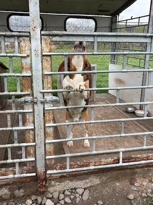 Donez beagle - imagine 2