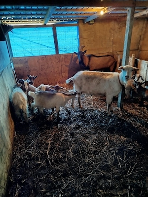 vind ce se vede - imagine 3