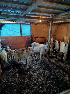 vind ce se vede - imagine 4