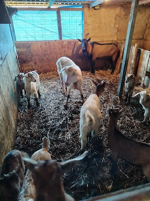 vind ce se vede - imagine 2