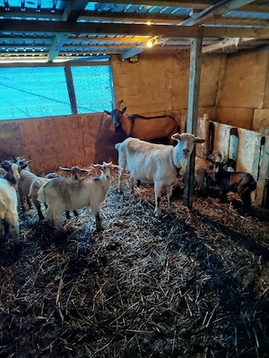 vind ce se vede - imagine 5