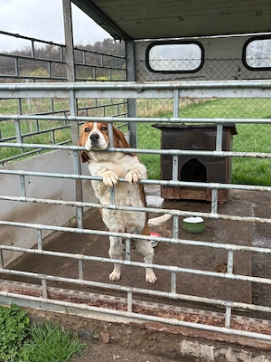 Donez beagle - imagine 4