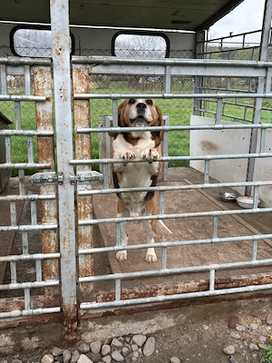 Donez beagle - imagine 5