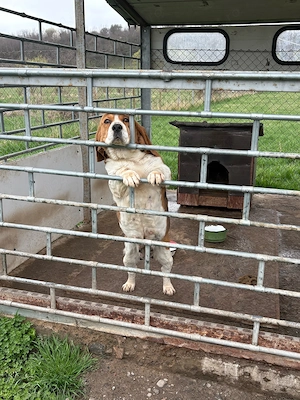 Donez beagle - imagine 3