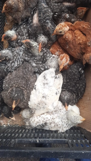 Pui rasa mixta de vanzare - imagine 2