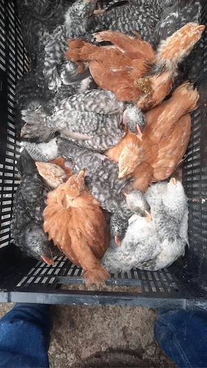 Pui rasa mixta de vanzare - imagine 3