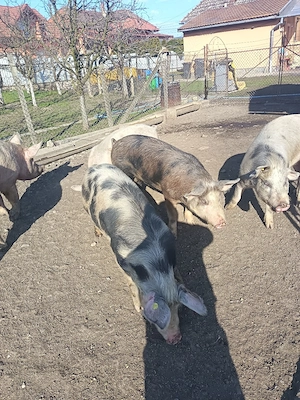 Vând porci de la 40 kg- la 120 kg - imagine 5