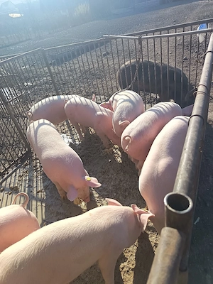 Vând porci de la 40 kg- la 120 kg