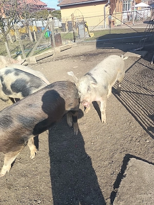 Vând porci de la 40 kg- la 120 kg - imagine 4