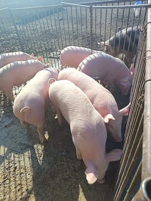 Vând porci de la 40 kg- la 120 kg - imagine 2