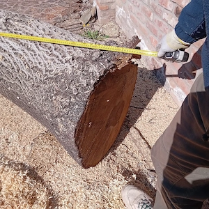 Tulpină NUC  - imagine 4