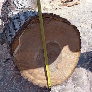 Tulpină NUC  - imagine 2