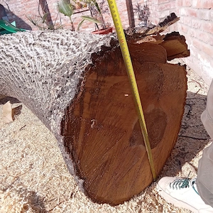 Tulpină NUC  - imagine 3