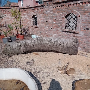 Tulpină NUC  - imagine 5