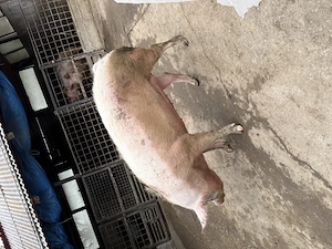 Vând porci grași  - imagine 2