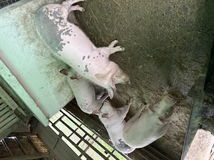 Vând porcii grasi - imagine 2