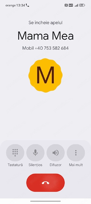 iepuri belgieni - imagine 2