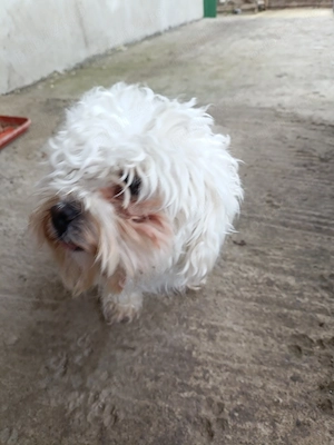 Vind bichon maltez talie mică 