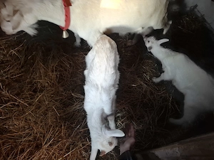 Iezii de vânzare! - imagine 2