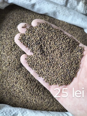 Sămânță de Lucerna soi magnat 100% - imagine 4