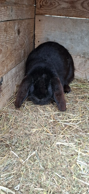 Iepuroaice berbec german  - imagine 2