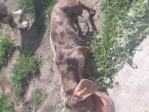 Mascu l teckel pitic  - imagine 3