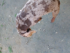 Mascu l teckel pitic  - imagine 2