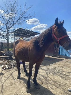 mai mult dettali privat