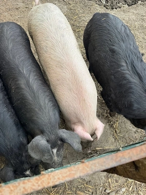 Porci de vanzare - imagine 2