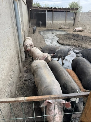 Porci de vanzare - imagine 3